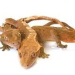 chocolate harlequin crested gecko