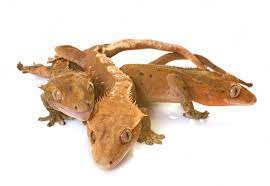 chocolate harlequin crested gecko